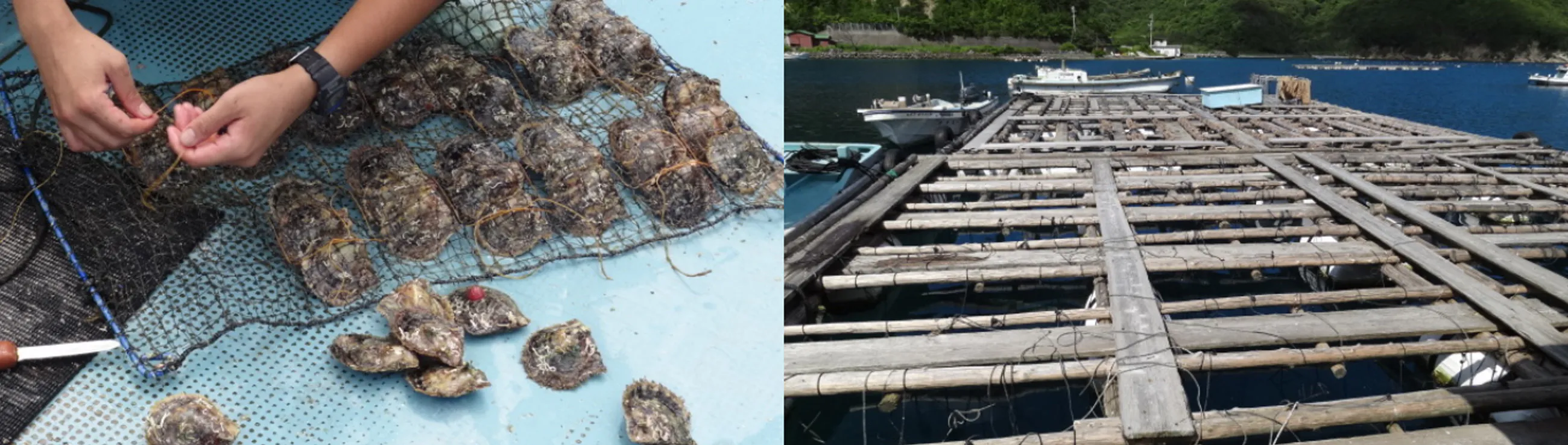 真珠の珠出し体験