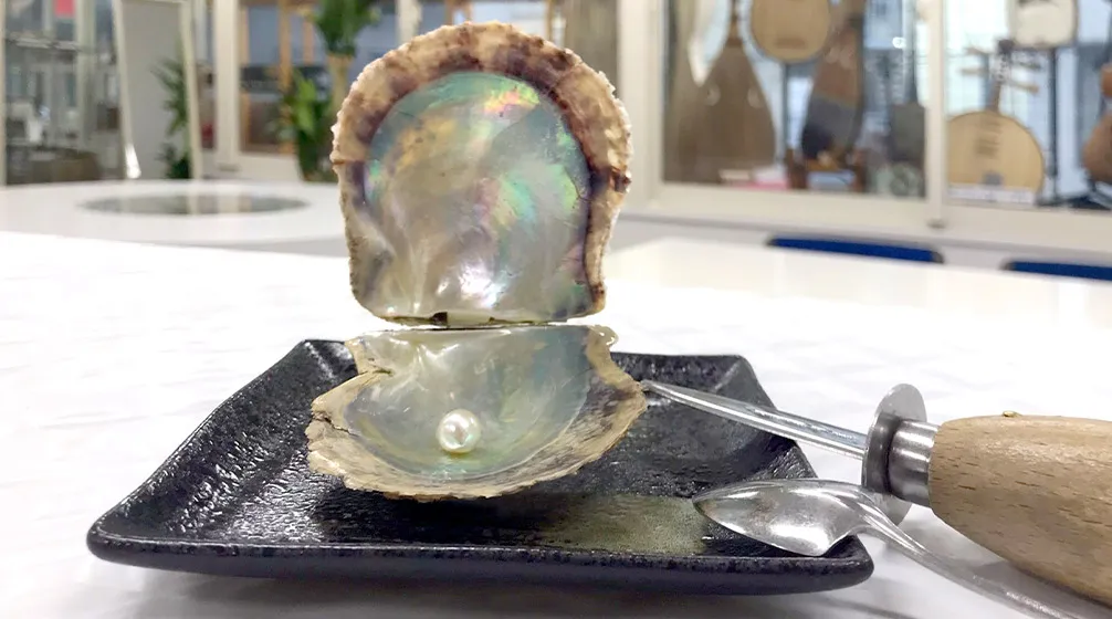 真珠を貝から取り出す「珠（たま）出し体験」